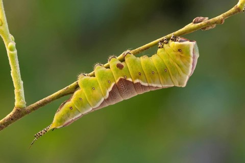 Puss moth (Cerura vinula) Caterpillar, Rhineland-Palatinate, Germany, Europe