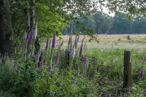 Common foxglove (Digitalis purpurea)
