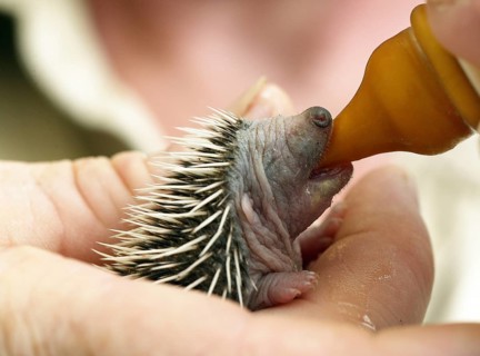 IGELBABY RESCUED IN LA DAME BLANCHE, AN ANIMAL WELFARE CENTRE IN NORMANDIE, FRANCE
