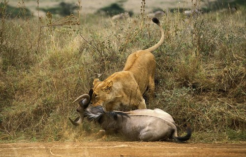AFRICAN LION (panthera leo), FEMALE WITH A WILDEBEEST KILL, NAIROBI PARK IN KENYA