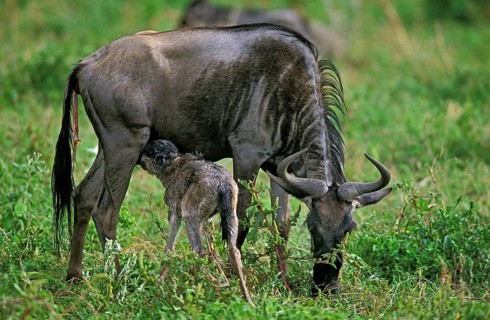 Blue wildebeest (connochaetes taurinus), female with newborn calf, baby suckling, Serengeti Park in