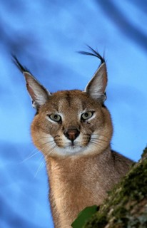 Caracal (caracal caracal), Portrait of Adult