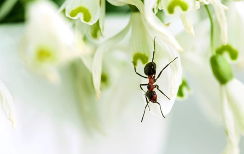 Close-up of forest ant on snowdrop flower