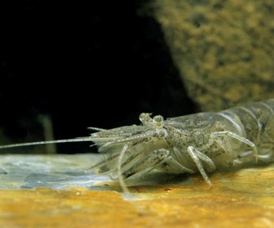 Common Shrimp (crangon crangon)