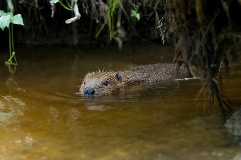 European beaver (Castor fiber), juvenile, Rosenheim, Bavaria, Germany, Europe