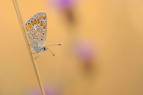 Common blue butterfly (Polyommatus icarus) Germany