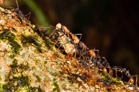 Driver ants transport Eciton burchellii (Eciton burchelli), ant, ants, Costa Rica, Central America