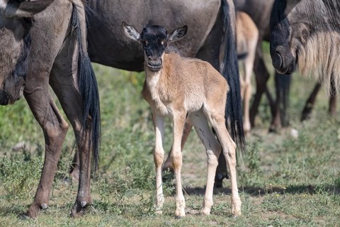 Wildebeest (Connochaetes), calf, newborn, juvenile, young animal, eye contact, Ndutu Conservation