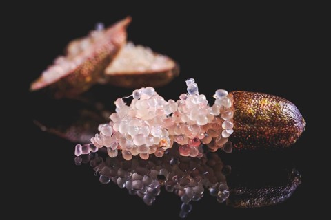 Australian finger lime or caviar lime, edible fruits used in gourmet cuisine. Citrus australasica