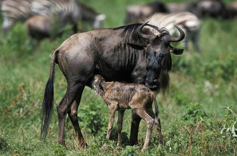Blue Wildebeest (connochaetes taurinus), Mother with Calf Suckling, Masai Mara park in Kenya