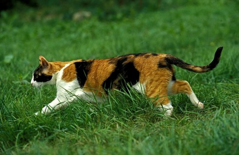 Domestic cat, adult, running on grass