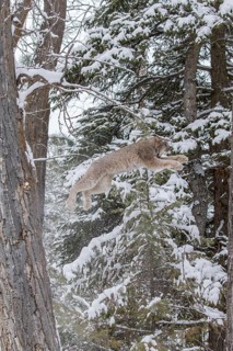 A bobcat hunts for prey in a snowy forest habitat