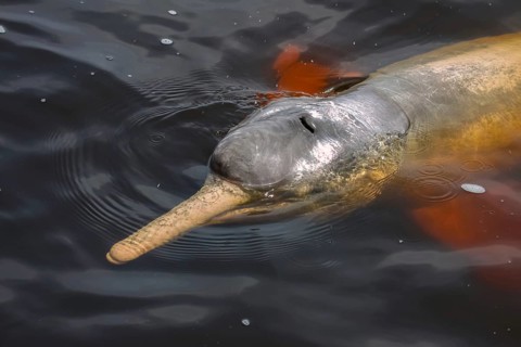 Close up of Pink river dolphin on the water surface, Rio Negro, Novo Airao, Brazil, South America