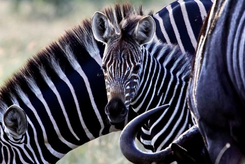 Baby zebra in Kruger National Park South Africa