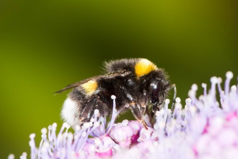 Macro of a bumblebee on a hydrangea flower