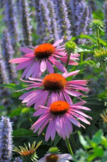 Purple cone flower (Echinacea purpurea)