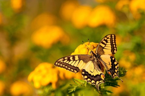 Swallowtail (Papilio machaon), on a fern, North Rhine-Westphalia, Germany, Europe