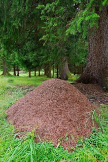 Wood Ant, Anthill, Bavaria, Germany (Formica rufa)