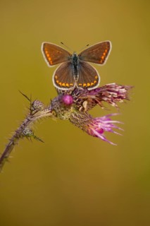 Common blue butterfly (Polyommatus icarus) female, Rhineland-Palatinate