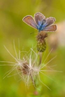 Gemeines (Polyommatus icarus) Blau, Germany, Europe