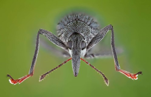 Weevils (Oxystoma ochropus) in frontal view