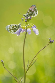 Aurora butterfly on cuckoo flower