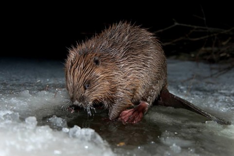 European beaver (Castor fiber), Rosenheim, Bavaria, Germany, Europe