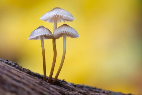 Lilac bonnet (Mycena pura) Lower Saxony, Germany, Europe