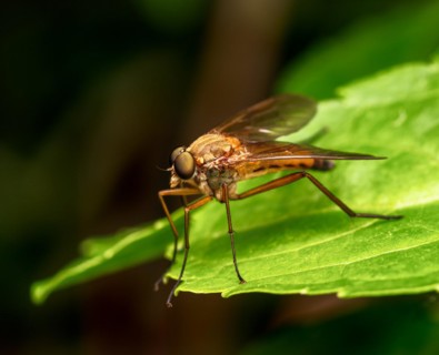 Macro of a robber fly on a green leaf