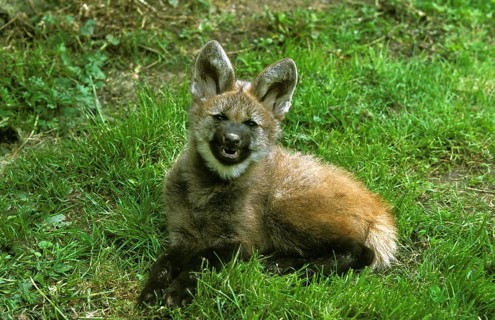 Maned Wolf (chrysocyon brachyurus), Cub Snarling