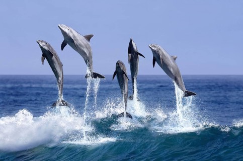 BOTTLENOSE DOLPHIN (tursiops truncatus), GROUP LEAPING OUT OF THE WATER, HONDURAS