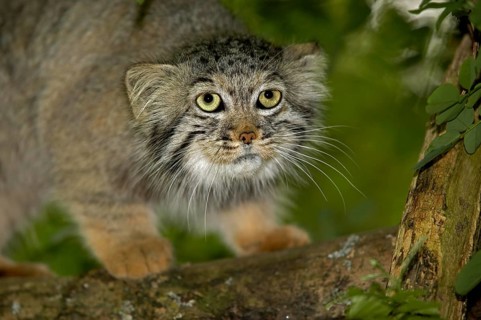MANUL OR PALLAS'S CAT (otocolobus manul), ADULT ON BRANCH