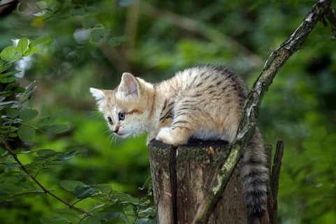 SAND CAT (felis margarita), CUB STANDING ON BRANCH