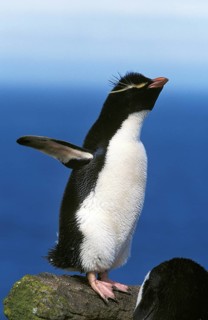 Southern rockhopper penguin (eudyptes chrysocome), adult on rocks with open wings, Antarctica
