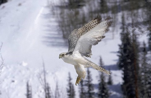 GYRFALCON (falco rusticolus), ADULT IN FLIGHT, CANADA