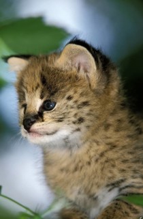 Serval (leptailurus serval), Cub