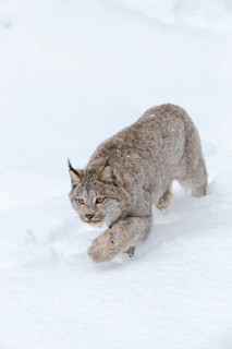 A bobcat hunts for prey in a snowy forest habitat