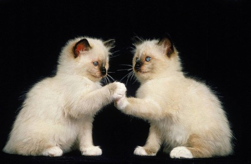 BIRMAN DOMESTIC CAT, PLAYING KITTEN AGAINST BLACK BACKGROUND