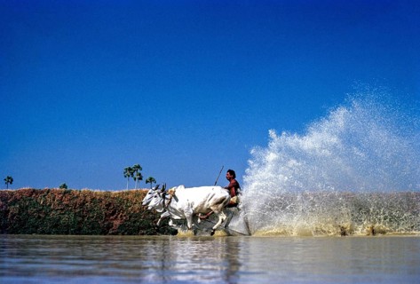 Cattle racing is also known as Maramadi, kalappoottu in Chithali near Palakkad or Palghat in
