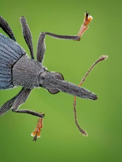 Front body of a weevil (Oxystoma ochropus) in dorsal view