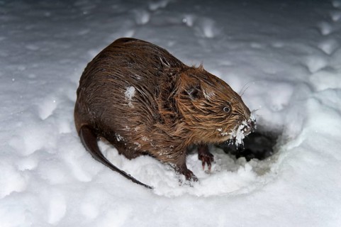 European beaver (Castor fiber), Rosenheim, Bavaria, Germany, Europe