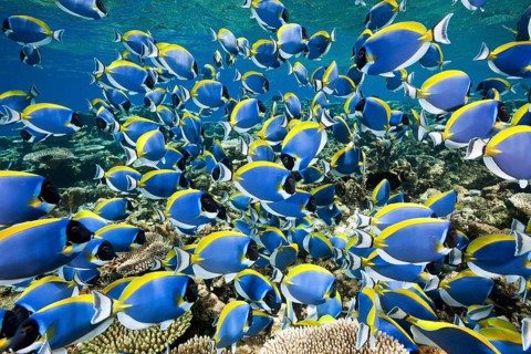 Powderblue Surgeonfish (Acanthurus leucosternon), Thaa Atoll, Maldives, Power-blue Tang, Asia
