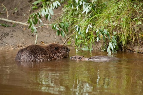 European beaver (Castor fiber) with young, Rosenheim, Bavaria, Germany, Europe