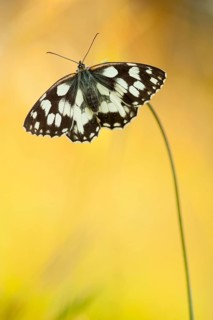 Marbled white (Melanargia galathea) North Rhine-Westphalia, Germany, Europe