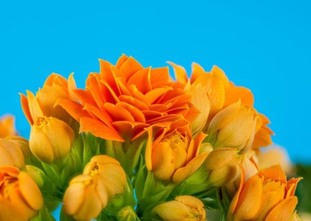 Macro of orange Kalanchoe flower blossoms