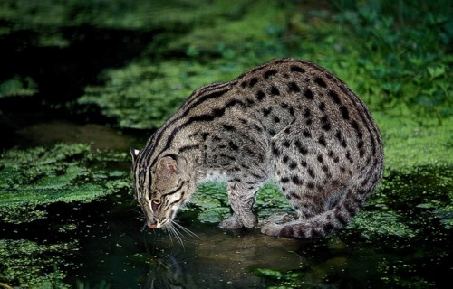FISHING CAT (prionailurus viverrinus), ADULT LOOKING FOR FISH