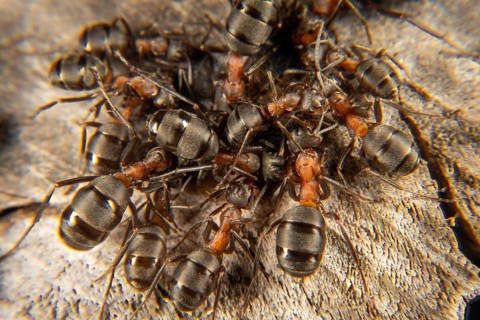 Red wood ant in early spring