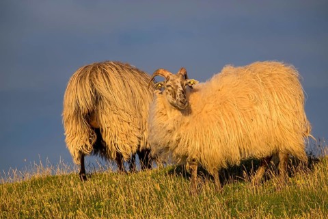 Wild sheep (Ovis) in the evening light, Helgoland