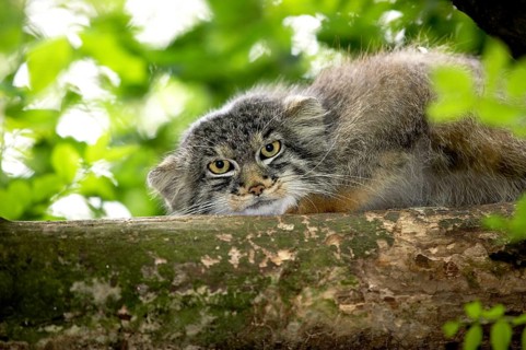 Pallas's cat (Otocolobus manul) OR PALLAS CAT, ADULT AT THE BRANCH