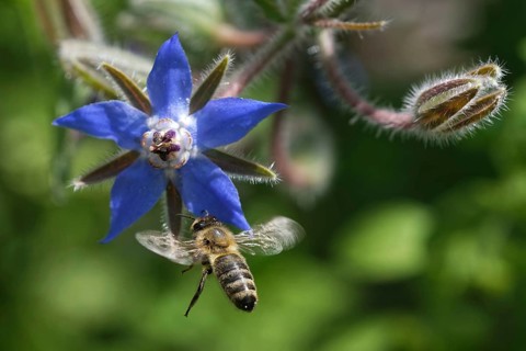 Borage blossom
